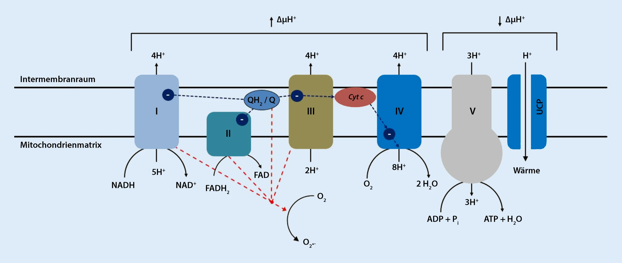 Abbildung 1 Mitochondrialer Stress