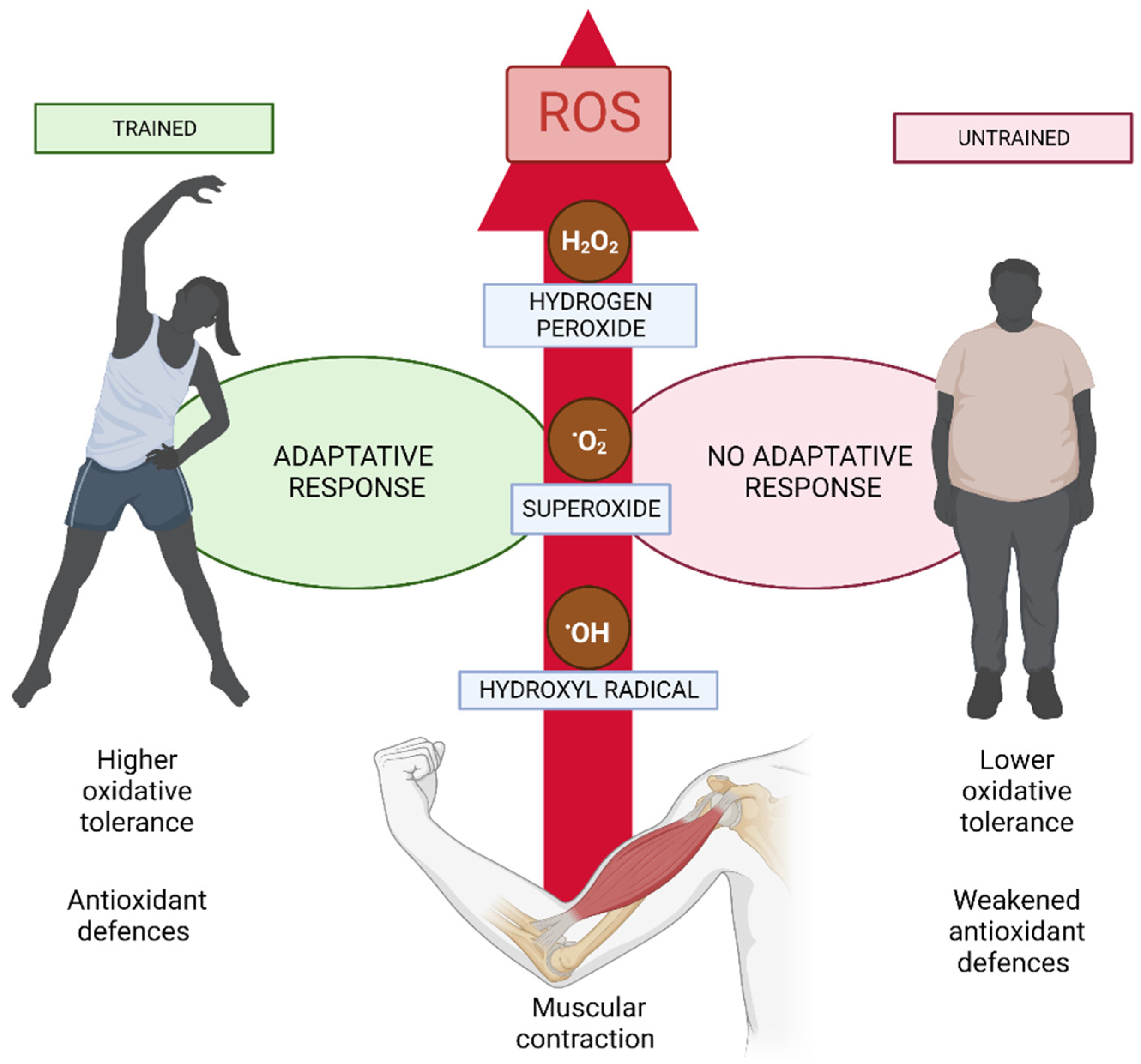 Abbildung 2 Mitochondrialer Stress